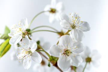 Obraz na płótnie Canvas beautiful cherry flowers close-up. White cherry flowers, romantic light spring background. Spring sakura blossom. White cherry blossom with selective focus. cherry branch