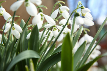 Fototapeta premium Beautiful snowdrops growing in garden, closeup. Spring flowers