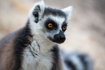 The funny ring-tailed lemurs in their natural environment