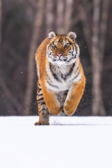 Siberian Tiger running in snow. Beautiful, dynamic and powerful photo of this majestic animal. Set in environment typical for this amazing animal. Birches and meadows