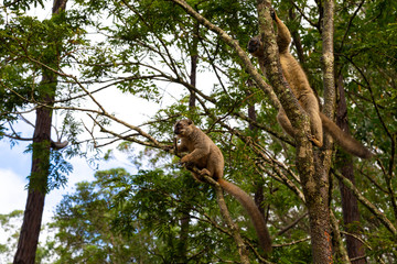Lemurs in a rain forest on the trees, hopping from tree to tree