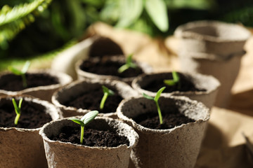 Young seedlings in peat pots on table