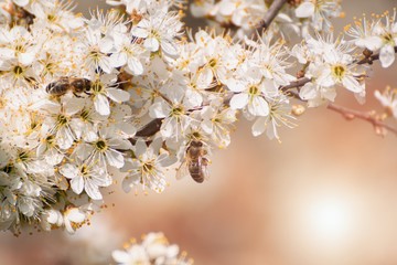 Prunus spinosa, called blackthorn or sloe tree blooming in the springtime, bee pollinating - obrazy, fototapety, plakaty