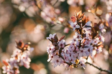 Prunus cerasifera tree blooming in the springtime, sunset photo