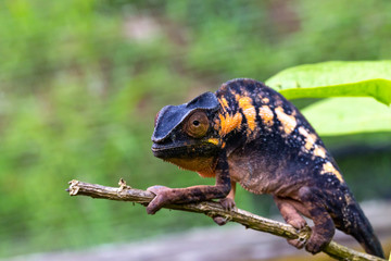 A chameleon in close-up in a national park on Madagascar