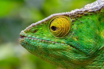A chameleon in close-up in a national park on Madagascar
