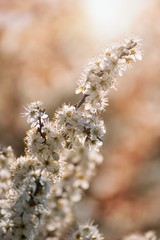 Prunus spinosa, called blackthorn or sloe tree blooming in the springtime