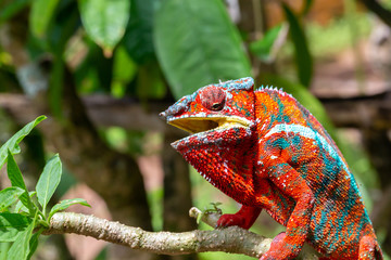 Colorful chameleon on a branch in a national park on the island of Madagascar