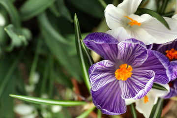 Beautiful spring crocuses growing in garden, closeup. Space for text