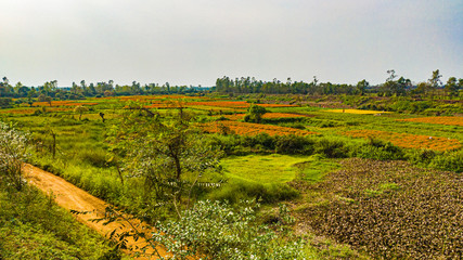 Fototapeta na wymiar a wide green land flower cultivation in some village of India 