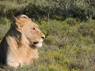 lion in the grass