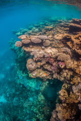 Colorful coral reef formations in crystal clear blue water
