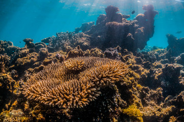 Colorful coral reef formations in crystal clear blue water