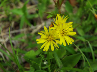 ジシバリ（地縛り）の花