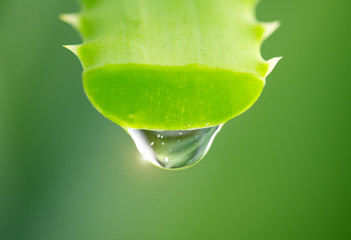 Aloe Vera Gel dripping from Aloe plant green leaf close-up. Skin care, healthcare concept. Drop of...