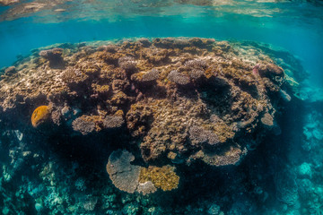 Colorful coral reef formations in clear blue water