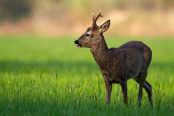 Naklejka na ściany i meble Roe deer, capreolus capreolus, buck with new antlers grazing on meadow in tranquil spring nature. Peaceful scenery from wilderness of animal feeding on grass from side with copy space