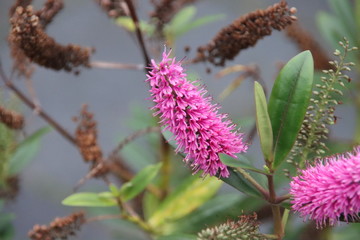 Flowers on the minor swartweed (persicaria minor) in Park Hitland in the Netherlands