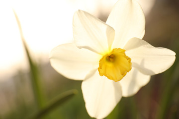 Closeup view of beautiful blooming narcissus outdoors on spring day
