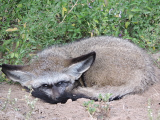 Bat eared fox sleeping