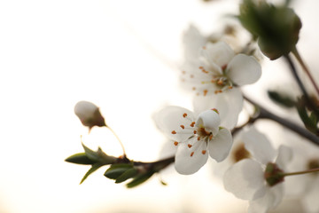 Naklejka na ściany i meble Closeup view of blossoming tree outdoors on spring day