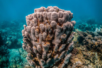 Colorful coral reef formations in clear blue water