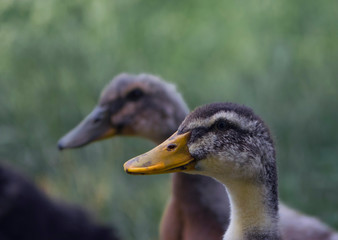 
little ducklings in green grass