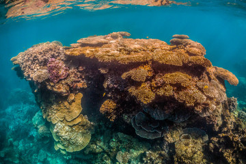 Colorful coral reef formations in clear blue water