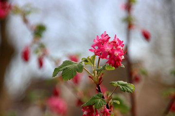 Redflower currant of Ribes Sanguineum blossom in public park in the Netherlands