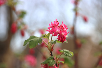 Redflower currant of Ribes Sanguineum blossom in public park in the Netherlands