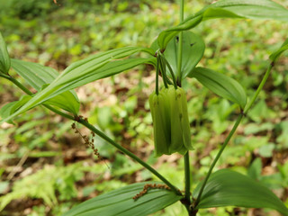 ホウチャクソウ（宝鐸草）-2