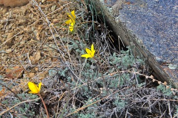 Obraz premium herbal flowers in the mountains