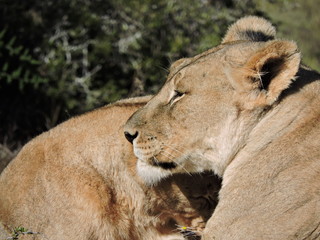 Lion affection 
