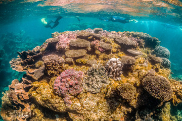 Divers swimming among colorful coral reef in clear water