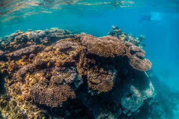 Colorful coral reef formations in clear blue water