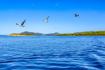 Fototapeta na wymiar Seagull flying over Sea in Croatia, scenic view during the cruise in the Adriatic Sea. Vacation and travel concept.