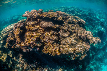 Naklejka na ściany i meble Colorful coral reef formations in clear blue water