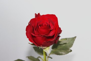 Red Rose flower head in close up at Home