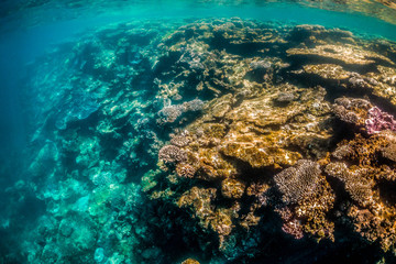 Colorful coral reef formations in clear blue water