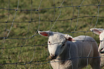 Newborn lambs in the grass along the dike during the spring in the Netherlands
