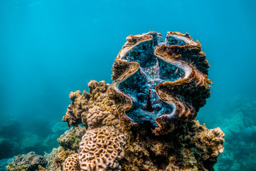 Giant clam resting among colorful coral reef © Aaron