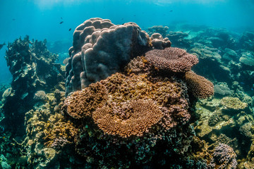 Colorful coral reef formations in clear blue water