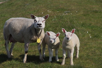 Fototapeta premium Newborn lambs in the grass along the dike during the spring in the Netherlands
