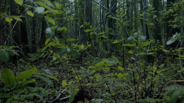 Alone in the forest is a stock video to use into Sci-fi horror drama, docu and more. Others videos of alone in the forest are also ready to download.