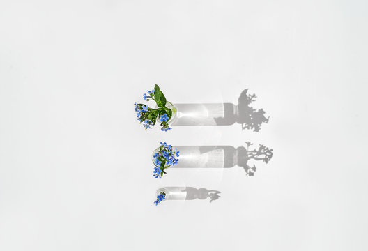Close-up of forget-me-not flowers in test tube with water. Stand on a white background. Close-up of Myosotis sylvatica, little blue flowers. View from above.