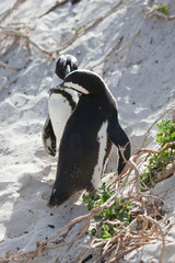 Fototapeta premium Pinguine