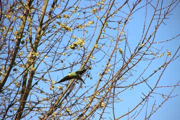 Ring-necked parakeet in a tree in the garden where they manage to save as a native species in the Netherlands