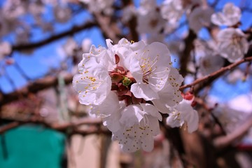 Blooming sakura in japan