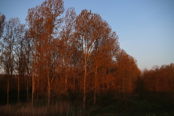 Rising sun in the morning shines on the trees along the dike of the Hollandsche IJssel at park Hitland