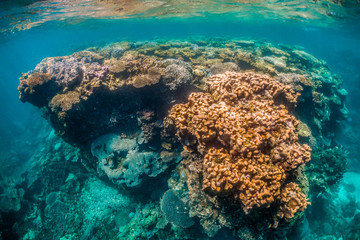 Fototapeta na wymiar Colorful coral reef formations in clear blue water